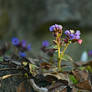 flowers on the rock