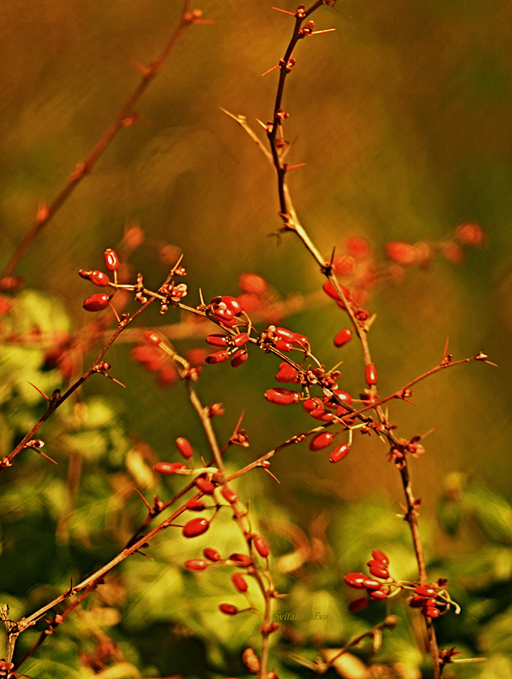 soft fruits