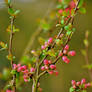 red buds