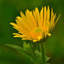 doronicum