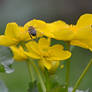 bee flies to a flower