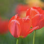 Tulip image -  spring