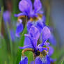 iris garden I