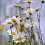 daisy on a meadow II