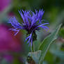 evening flowers in the garden