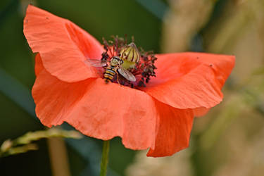 detail poppy