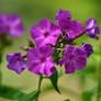 purple phlox