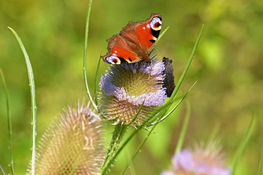 butterfly meadow