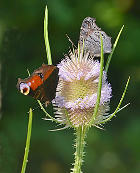 butterfly meadow II