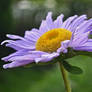 asters