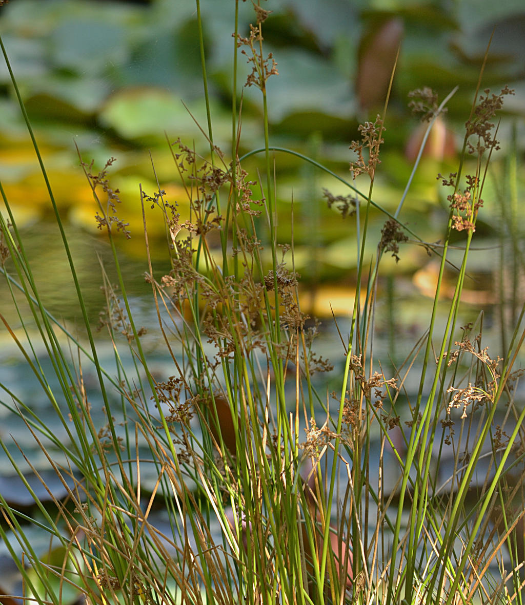 aquatic plants II