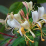 honeysuckle flower