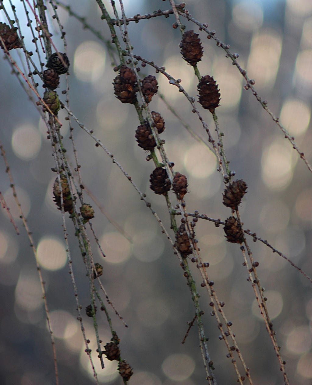 bokeh in nature