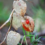 details of nature morning