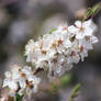 detail on the blossom trees