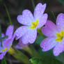 dewy primrose