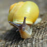 Snail on the walk