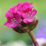 macro flower in the garden