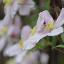 white clematis