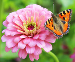 resting on a flower 2