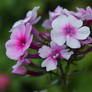 phlox