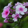 phlox