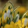 morning snowdrops