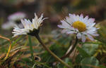 Spring forest details 5 by SvitakovaEva