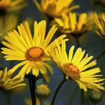 flowers in the garden 4 by SvitakovaEva