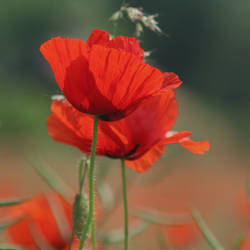 Field poppies 2