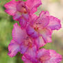 gladiolas