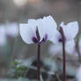 Spring blossoms