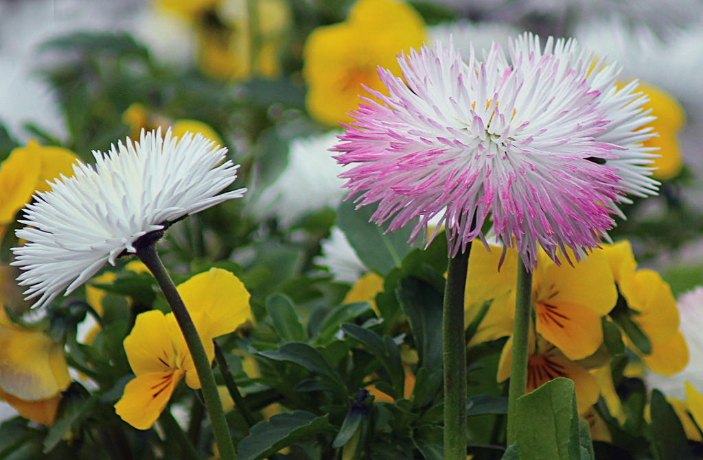 asters