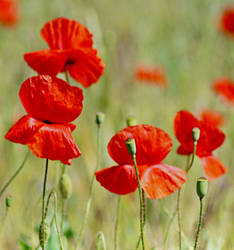Poppies on a meadow
