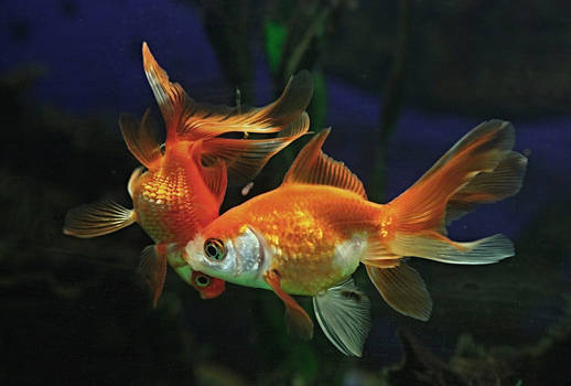 CARASSIUS AURATUS (GOLD - fishes