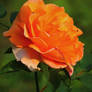 rose -