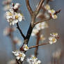 flowering shrubs and trees