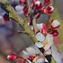 flowering shrubs and trees