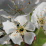 cherry blossom flowers