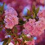 sakura flowers