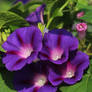 flower from the garden
