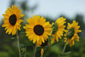 SUNFLOWER