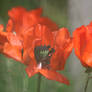 poppies