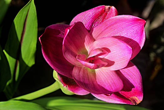 turmeric flower