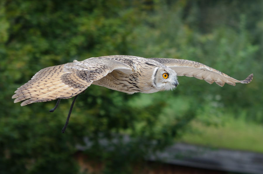 Siberian Eagle Owl