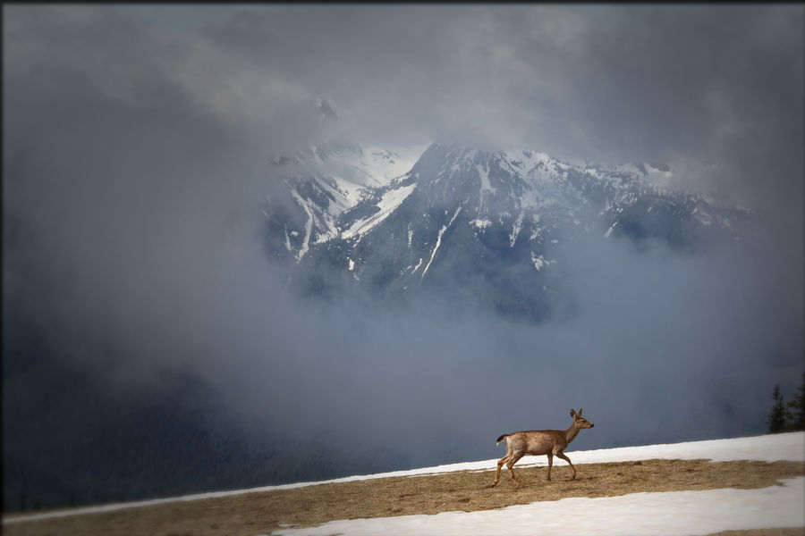 Hurricane Ridge