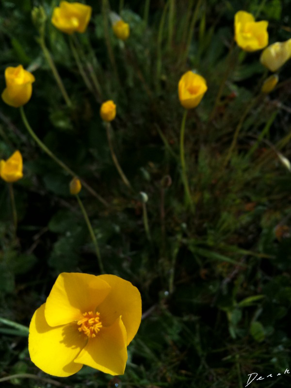 Yellow Flowers