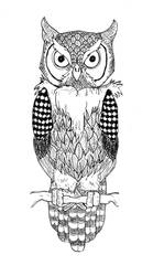 Owl