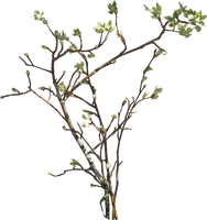Vines Flowers Growing On A Wall Stock Photo 2 PNG By Annamae22 On vines-flowers-growing-on-a-wall-stock-photo-2-png-by-annamae22-on