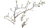 Branches 3 by passagere-DA